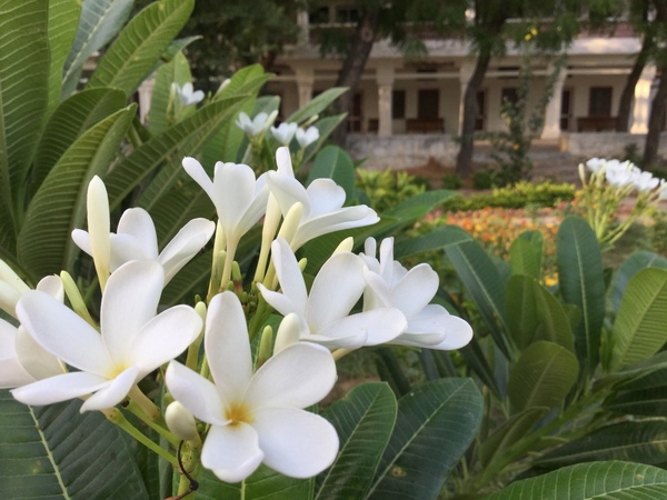 champa thriving in spite of scorching temperatures 600